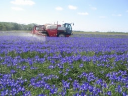 Spraying the Irisses
